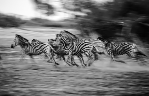 Great numbers of zebra roam the grasslands of the Okavango delta in Botswana. Spooked by the fear of a predator, this herd took flight in a stampede across the dusty grassland. Their striped coats shimmered as they sped away in flurry of hooves and dust.
