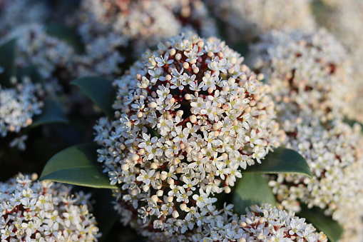 Close up of white-pink skimmia flowers in bright sunshine
