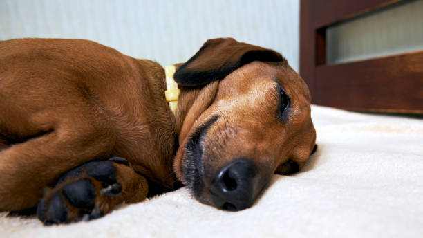 istock The dog sleeps on the bed 1483364239