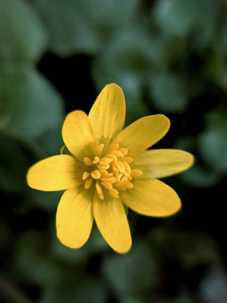 Yellow sun Beautiful Belarusian flower ficaria verna stock pictures, royalty-free photos & images