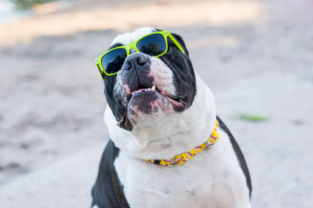 Funny portrait of a cute and stylish English bulldog breed pet dog wearing green sunglasses while at the beach on a hot summer day.