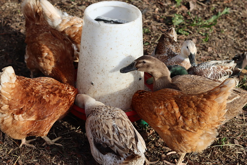 Hens and ducks gathered around a feeder