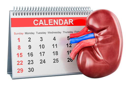 Human Kidney with desk calendar, 3D rendering isolated on white background