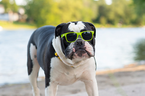 Funny portrait of a cute English bulldog breed pet dog wearing green sunglasses while at the beach on a hot summer day.