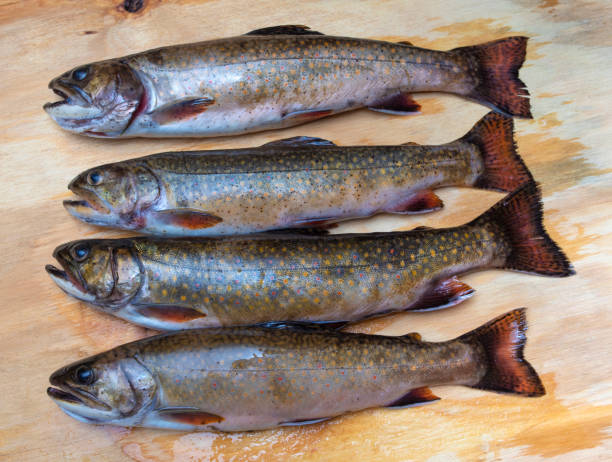 istock Fresh from the water brook trout 1483365667