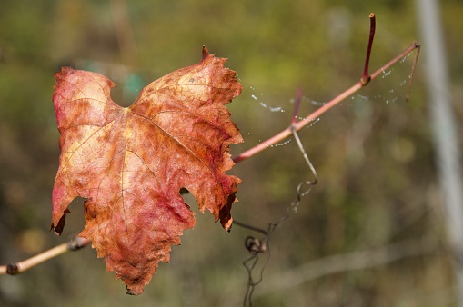 Vitis vinifera leaf, grapevine, dried vine leaves in winter