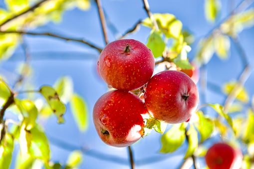 Three organic red apples on the tree, ripe fresh juicy fruit farming
