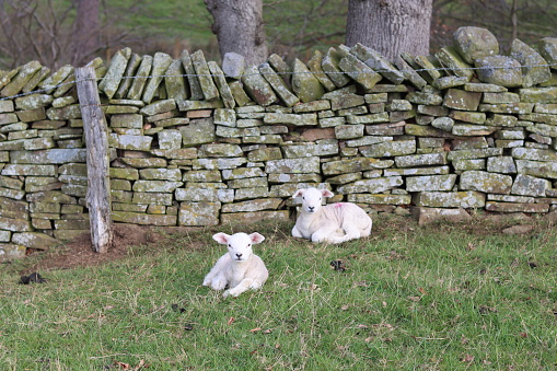 Pair of small lambs in a grassy field in spring