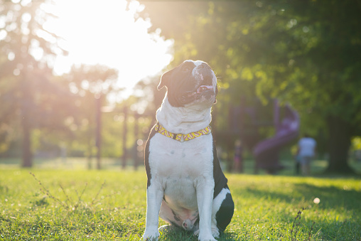 Portrait of a smiling cute pet English Bulldog sitting in the grass at a park on a a warm summer day. His fur is black and white in colour and he is looking up.