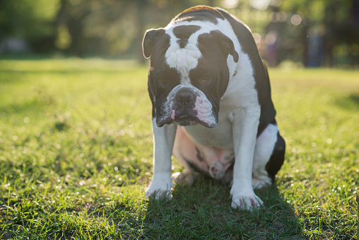 Cute pet English Bulldog hanging his head low in shame as he knows he is in trouble, while sitting on the grass at a park.
