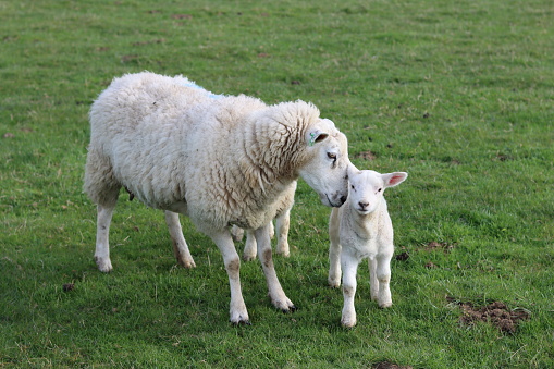 Photos of a grazing flock of sheep and individual sheep near the German North Sea on a dike. High resolution photographed on the day with copy space