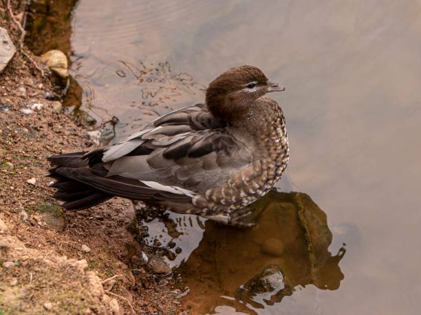 istock Australian Wood Duck At Water's Edge. 1483366158