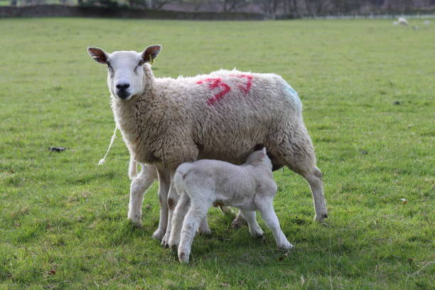 봄철 풀밭에 작은 양들이 있는 양 - livestock rural scene newborn animal ewe 뉴스 사진 이미지