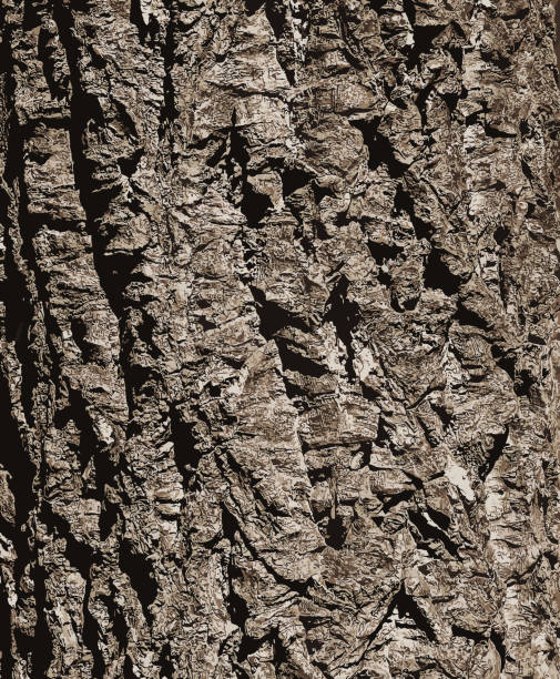 illustration einer nahaufnahme von korkbaumrinde. korkeiche oder quercus suber auf latein - rough backgrounds close up color image stock-grafiken, -clipart, -cartoons und -symbole