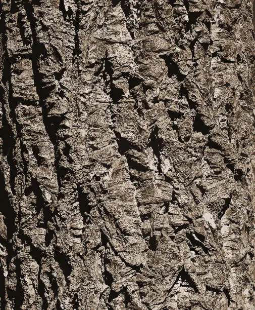 Vector illustration of Illustration of a close-up of cork tree bark. Cork oak or Quercus suber in Latin