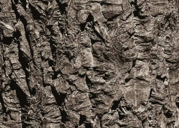 Vector illustration of Illustration of a close-up of cork tree bark. Cork oak or Quercus suber in Latin