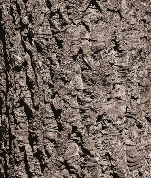 Vector illustration of Illustration of a close-up of cork tree bark. Cork oak or Quercus suber in Latin