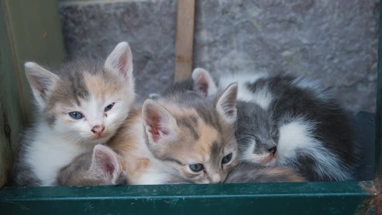 Street unnecessary cats, close-up view. Funny adorable pets in the shelter. Few stray kittens with sick dirty eyes are lying together and trying to get some sleep outside. Problem of homeless animals.