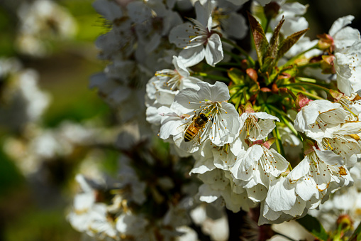 Cherry orchard with springtime blossoms on trees with a bee pollinating blossoms.\n\nTaken in Gilroy, California, USA.