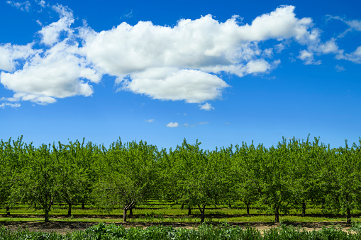 Almond (Prunus dulcis) orchard with ripening fruit, under a cloudy sky.\n\nTaken in the San Joaquin Valley, California, USA