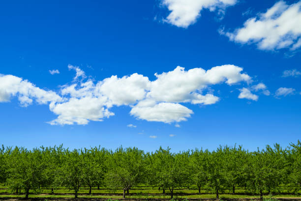 Almond (Prunus dulcis) orchard with ripening fruit, under a cloudy sky.Taken in the San Joaquin Valley, California, USA