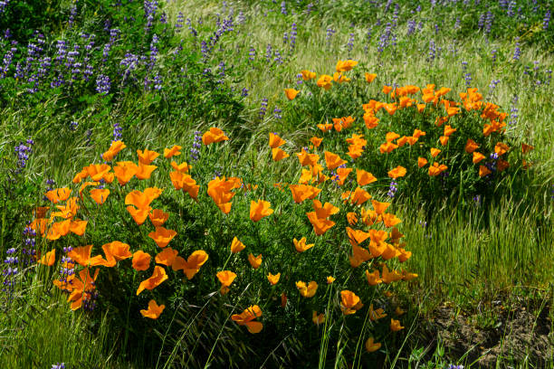 カリフォルニアポピーとルピナスの野生の花のクローズアップ - poppy purple flower close up ストックフォトと画像