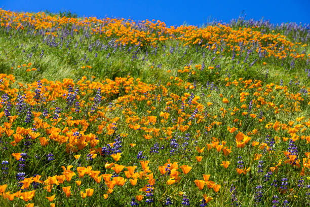 カリフォルニアポピーとルピナスの野生の花のクローズアップ - poppy purple flower close up ストックフォトと画像