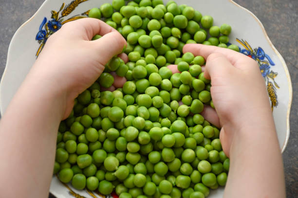 istock children's hands are picking peeled green peas from a plate 1483368264