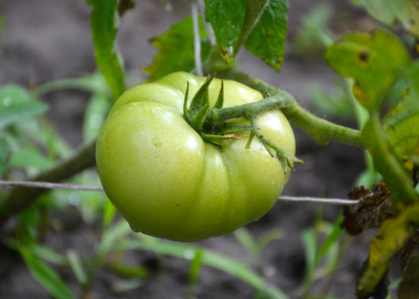 istock green ripening tomato on a bush branch. growing vegetables 1483368304