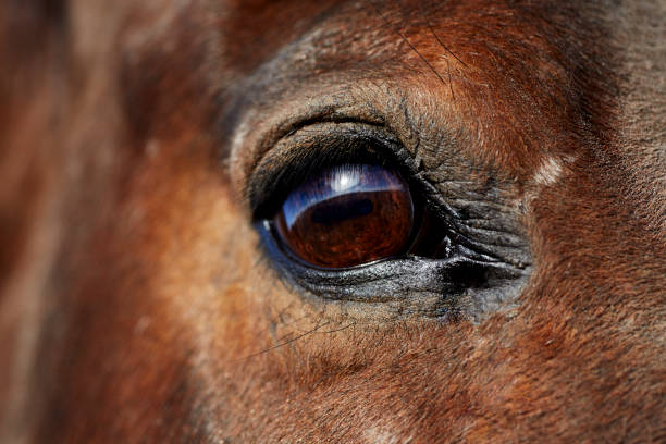 istock Close up a Horse's Eye 1483368520