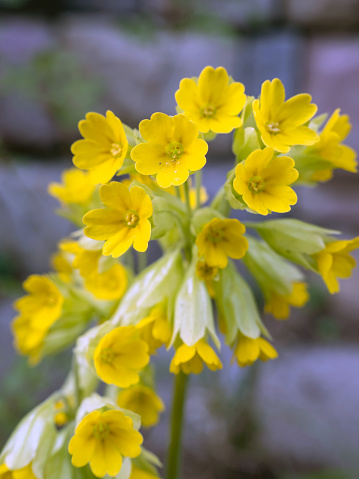 PRIMULA VERIS (GULDEN SLEUTELBLOEM) - yellow flowers in the garden. Closeup, selective focus and blurry  background.
