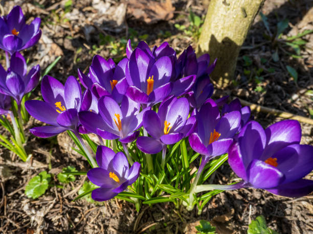 istock Blooming purple crocuses on a sunny spring day. 1483368785