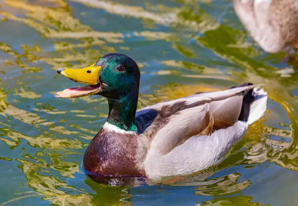 Wild duck (Anas platyrhynchos) in the Llobregat river.