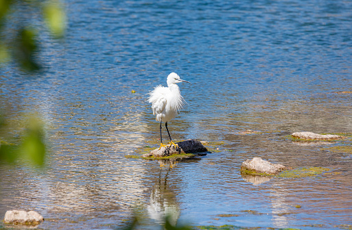 Snowy egret (Egretta thula)