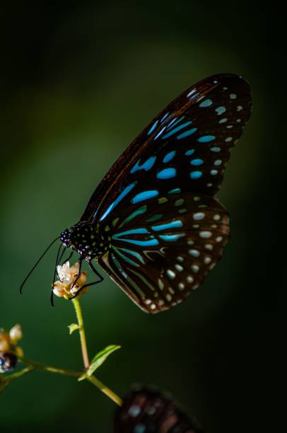 istock Bright blue butterfly perched on a vibrant flower 1483371941