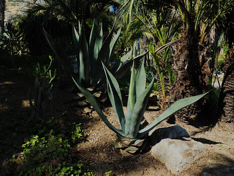 Blue Agave cactuses, used in the production of Tequila 