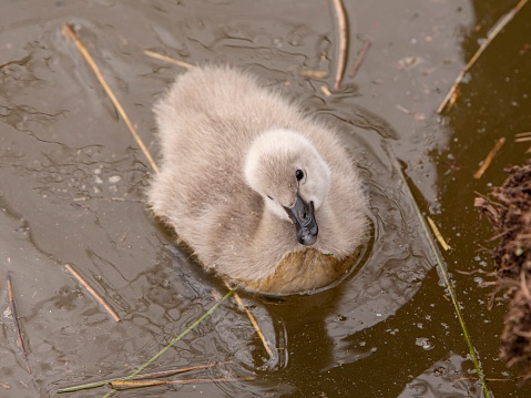 Cute Black Swan Cygnet.