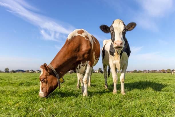 istock Two cows with diversity multi color, a cow grazing and one standing head up, black red and white livestock with blue sky background, in front view in a green field 1483373680