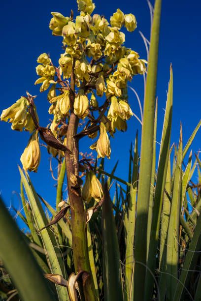 blühenden yucca - sonoran desert cactus flower head southwest usa stock-fotos und bilder