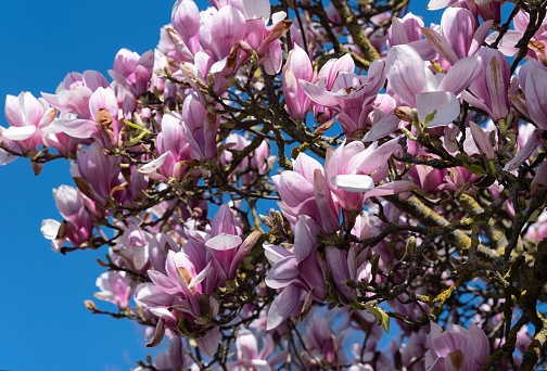 Short lived Pink Magnolia tree flowers in early spring