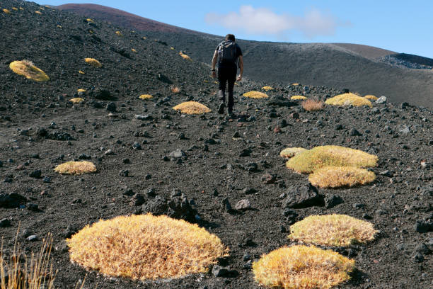 A man hiking on Mount Etna, in Sicily, Italy, on lava rocks and among patches of Astracantha sicula, a plant that grows only on this volcano