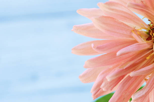 Zinnia flower bloom on light blurred background
