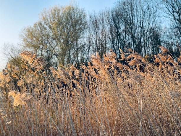 istock Sunset through woodland making grass golden 1483376828