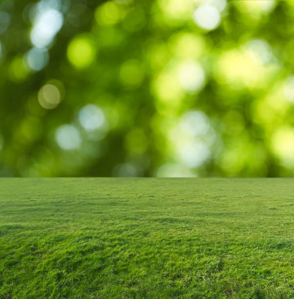 istock Beautiful lawn with green grass on sunny day. Bokeh effect 1483377012