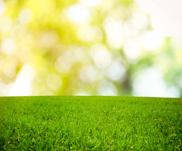istock Beautiful lawn with green grass on sunny day. Bokeh effect 1483377019