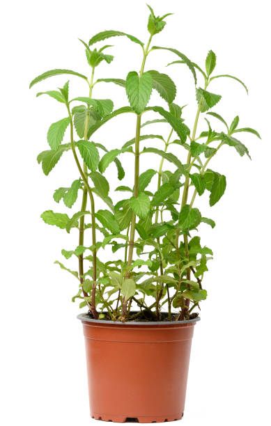 istock Growing bush of mint in a plastic pot on a white background 1483377223