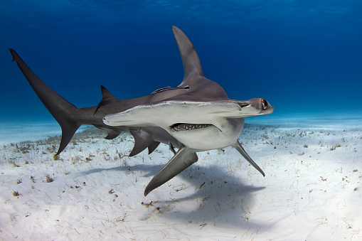 Great Hammerhead shark making a hard right turn over the sand.