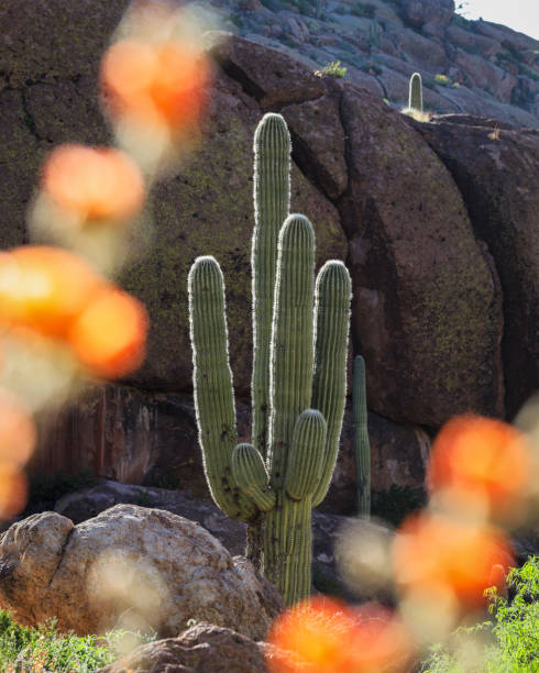 istock Super Bloom in the Superstition Wilderness 1483377333