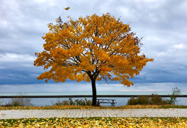 Autumn Tree On Field By Lake Against Sky