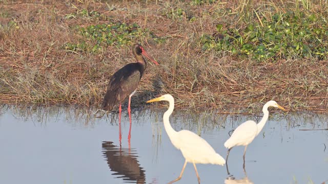 Black Stork and Great Egrets in Wetland